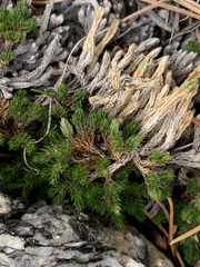 Selaginella watsonii