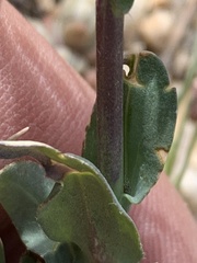 Boechera elkoensis