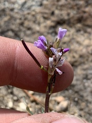 Boechera elkoensis