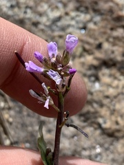 Boechera elkoensis