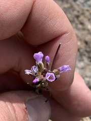 Boechera elkoensis