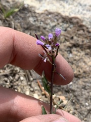 Boechera elkoensis