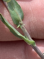 Boechera elkoensis