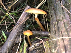 Galerina patagonica