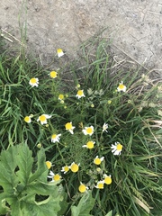 Tripleurospermum inodorum