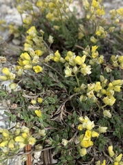 Draba sphaeroides