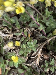 Draba sphaeroides