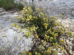 Draba sphaeroides