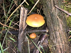 Galerina patagonica