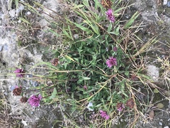 Trifolium pratense