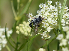 Megachile sidalceae