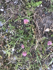 Trifolium pratense