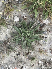 Plantago lanceolata