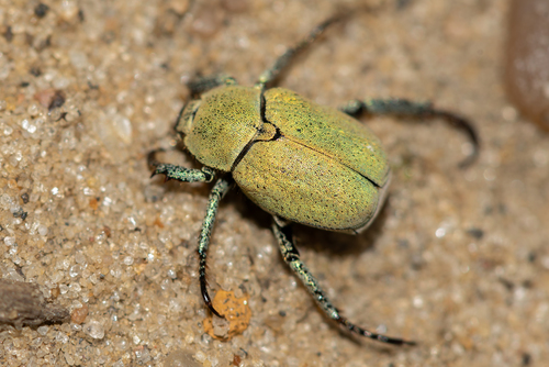 Hoplia parvula