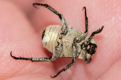 Hoplia parvula