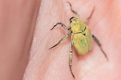 Hoplia parvula