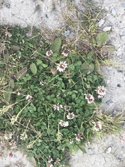 Trifolium repens
