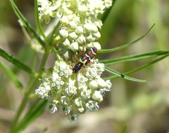 Trichodes peninsularis