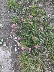 Trifolium pratense