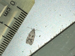 Lepidoptera