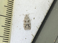 Lepidoptera