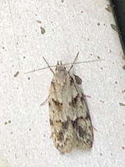 Lepidoptera