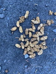 Canachites canadensis