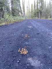 Canachites canadensis