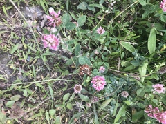 Trifolium pratense