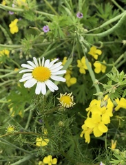 Matricaria