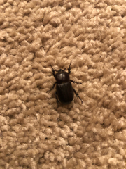 Hemiphileurus illatus