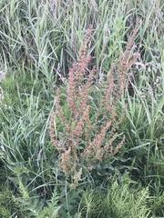 Rumex