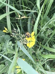 Bombus
