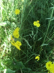 Pilosella lactucella