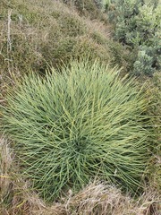 Aciphylla squarrosa squarrosa