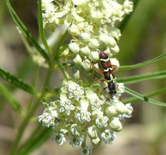 Trichodes peninsularis