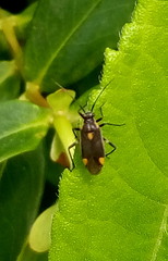 Capsodes flavomarginatus