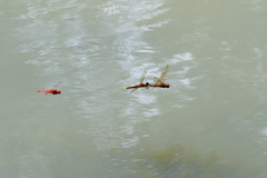 Hydrobasileus croceus