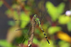 Green Skimmer - Photo (c) Erland Refling Nielsen, some rights reserved (CC BY-NC)