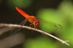 Crocothemis servilia