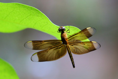 Neurothemis manadensis