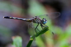 Diplacodes trivialis