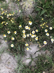 Matricaria chamomilla