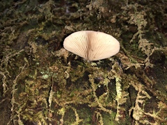 Conchomyces bursiformis