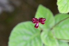 Didymocarpus primulifolius