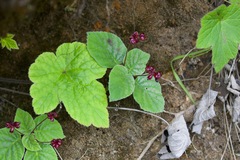 Didymocarpus primulifolius