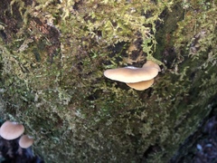 Conchomyces bursiformis