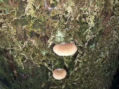 Conchomyces bursiformis
