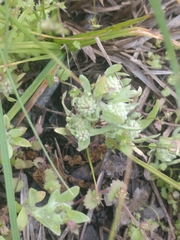 Psilocarphus elatior