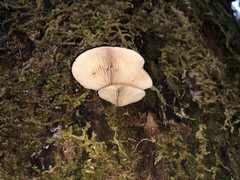 Conchomyces bursiformis